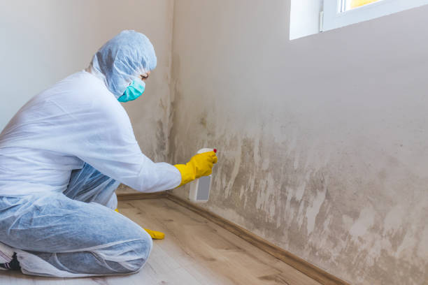 Professional mold removal team in Oak Ridge